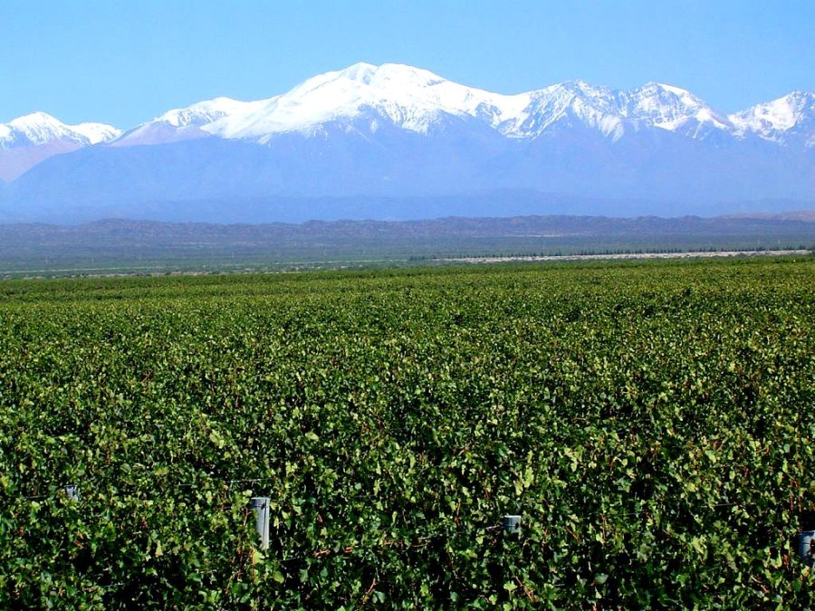 Vista del viedo vineyard